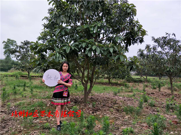 優(yōu)質(zhì)枇杷樹(shù)
