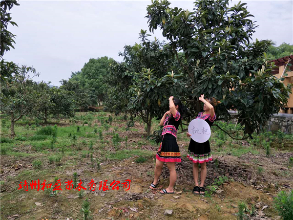 五星枇杷樹(shù)