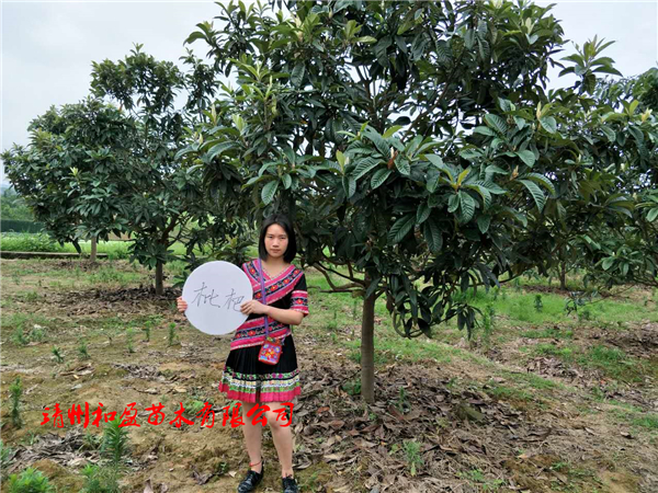 靖州枇杷樹(shù)
